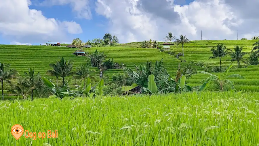 Jatiluwih rijstterrassen in april.