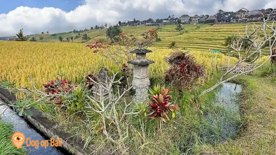 Jatiluwih rijstterrassen in Mei.