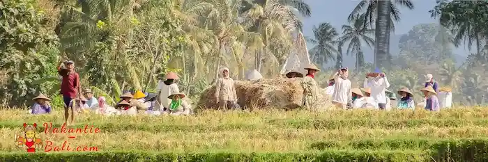 Ga je op vakantie naar Bali, dan zul je ongetwijfeld de hartelijke bevolking kunnen waarderen. Op onze vakantie in Bali zwaaien pauzerende boeren vriendelijk.
