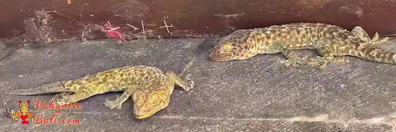 gekko's