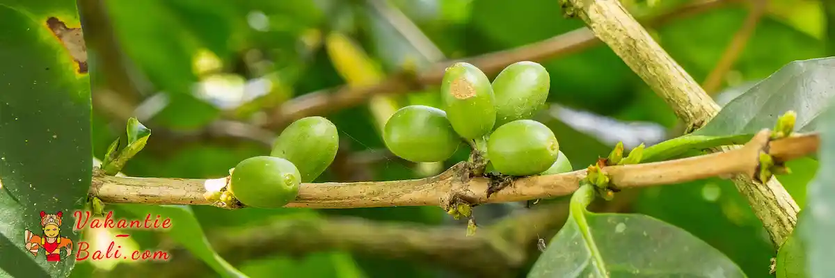 Koffie bonen