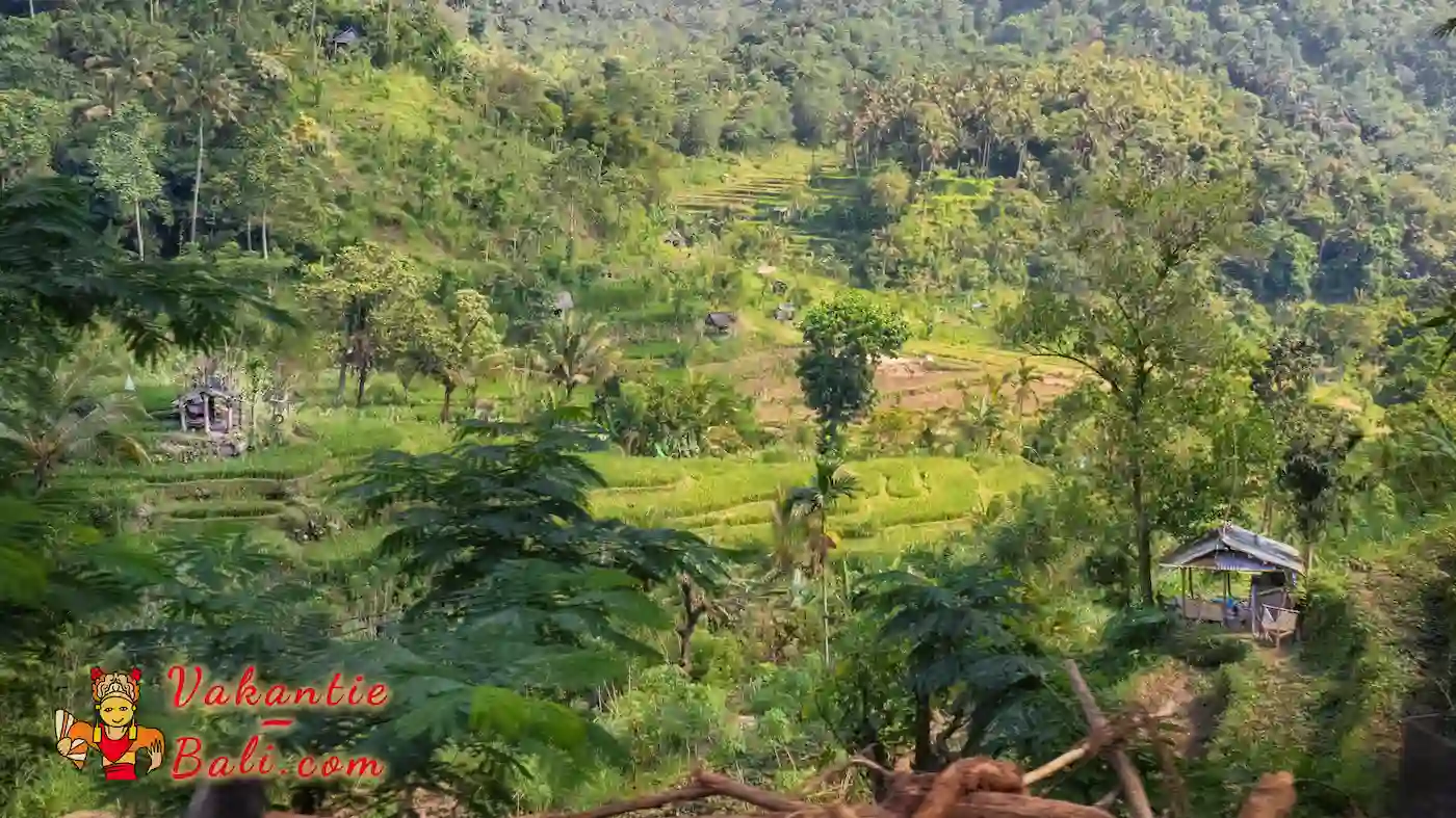 rijstterrassen in oost-Bali.