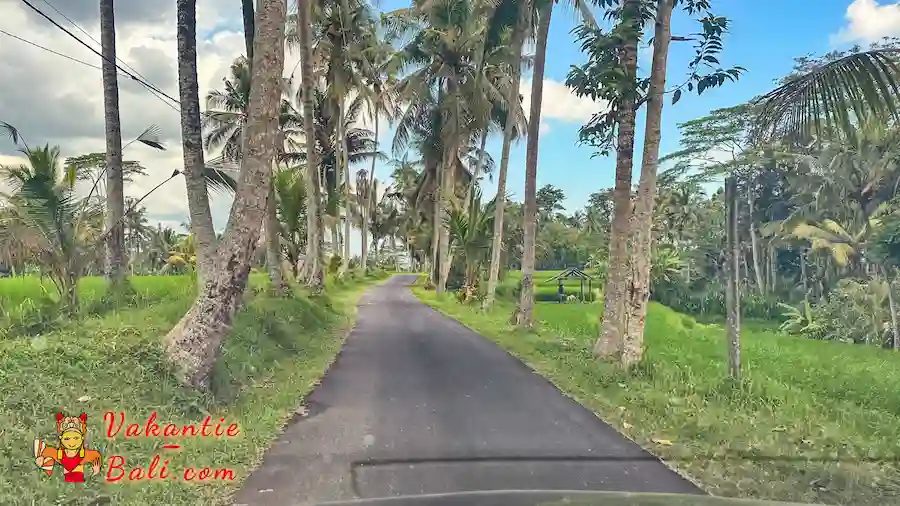 Straat met palmbomen.