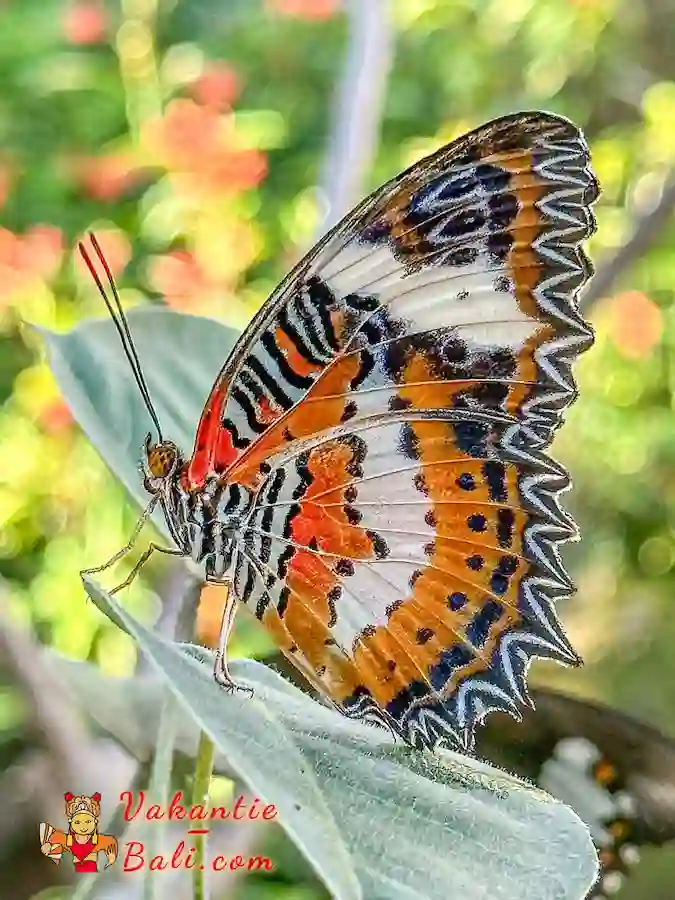 Prachtige vlinders in het Butterfly Park.