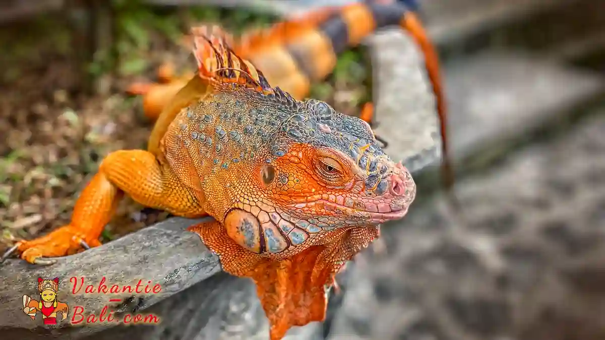 Oranje Leguaan