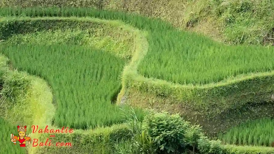 Rijstterrassen van Tegallalang.