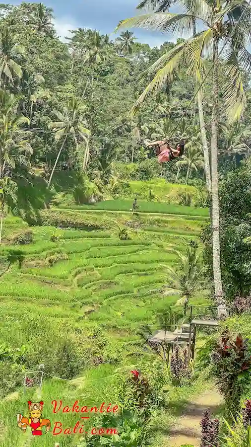 Schommelen over de rijstterrassen. Schommelen over de rijstterrassen.